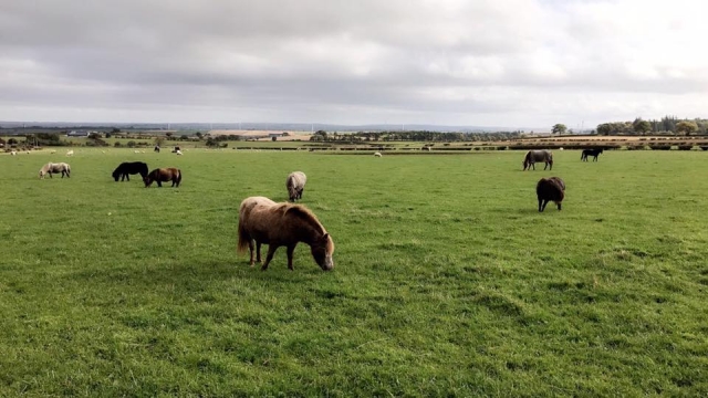 Visit our vast areas, Hooves & Paws