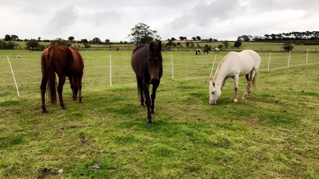 Visit our vast areas, Hooves & Paws