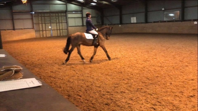 Dressage at Busby Equitation Centre