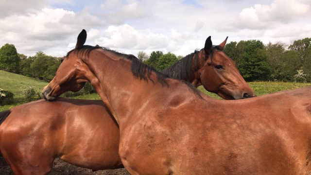 Busby Equitation Centre