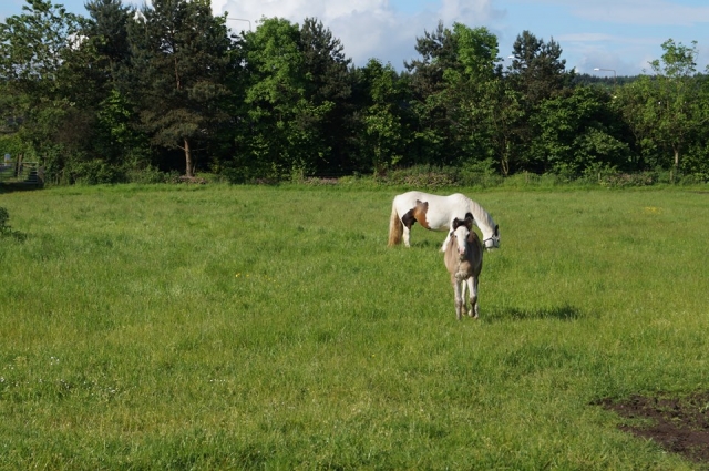  The ponies at Houston Farm Riding School 