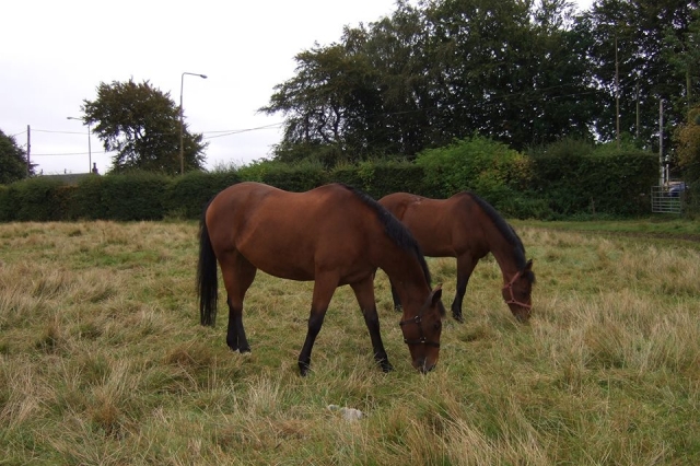  Our Horses at Houston Farm Riding School 