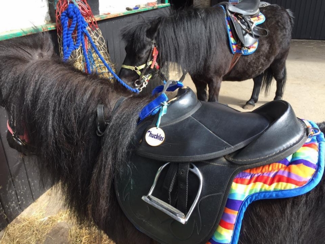  ¡Pony Club en Wellsfield Farm! 