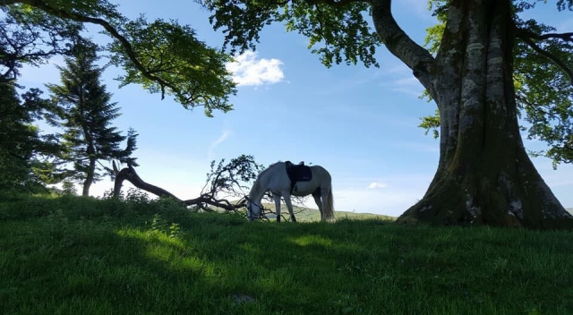 Machen Sie eine Tour in Craigengillan Stables 