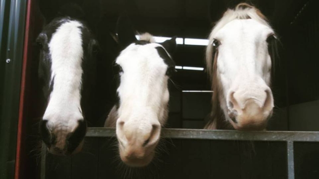  Ven y conozca a todos en Laurel View Equestrian Center 