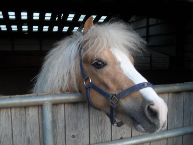  Ven y conoce a todos en Laurel View Equestrian Center 