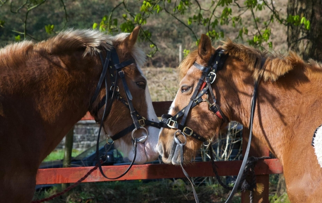  Dos de nuestros caballos que puedes montar durante tu tiempo aquí con nosotros 