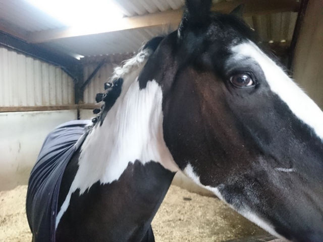  ¡Conoce a nuestros amigos en el Centro Equestrian de Aberconwy!