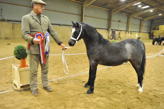  Abbiamo molti bellissimi cavalli 