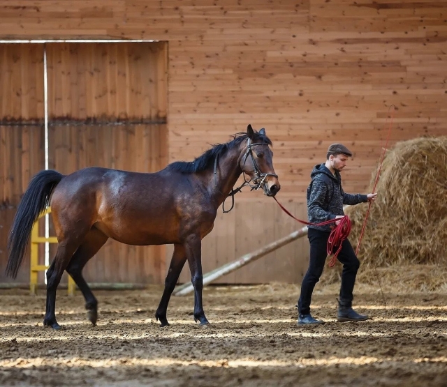  Vieni Trekking a cavallo 