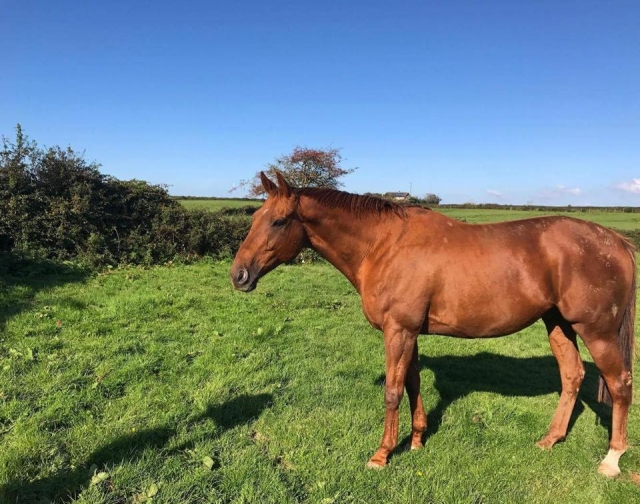 Meet our beloved horses!