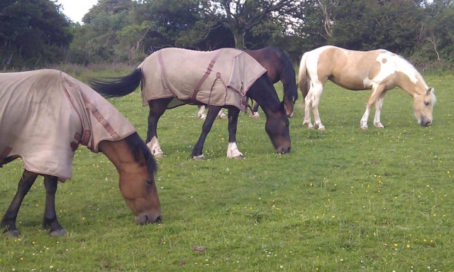  ¡Estamos ubicados en un lugar espacioso y de vegetación!