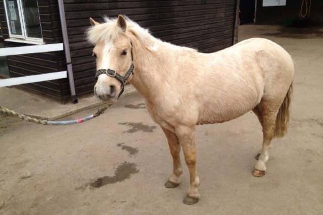 Pony Camp!