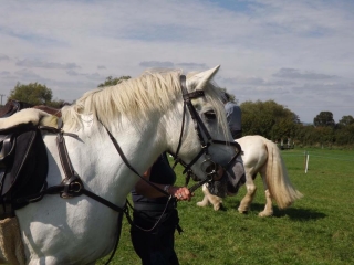 Tumpy Green Equestrian Centre, prices and bookings 2025 | Yumping