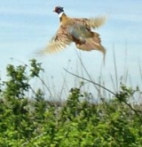  Journées faisan et perdrix 