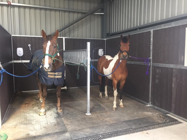 Grooming at Aberdeen Riding Club