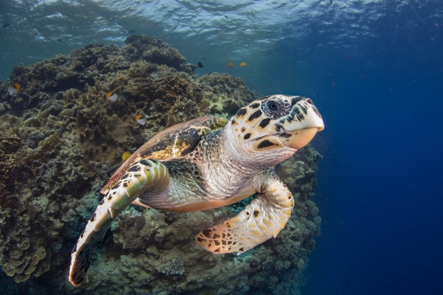  美丽的海洋生物 