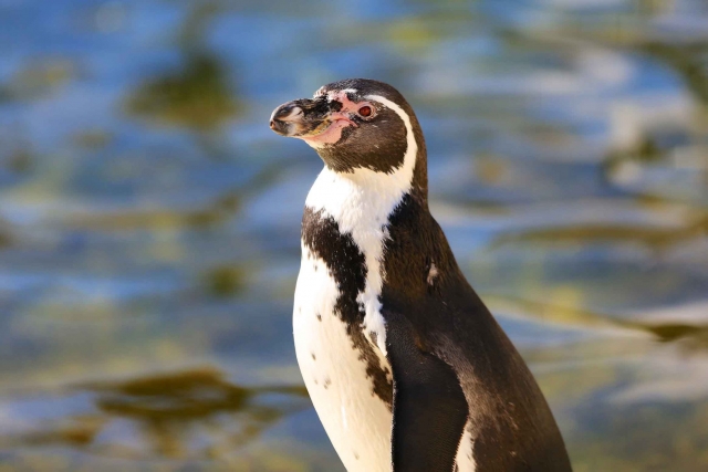 Penguins