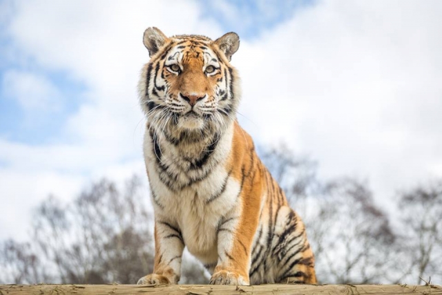 Tigers