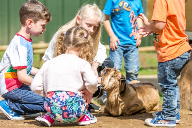 Farmyard Woburn Safari Park 2017