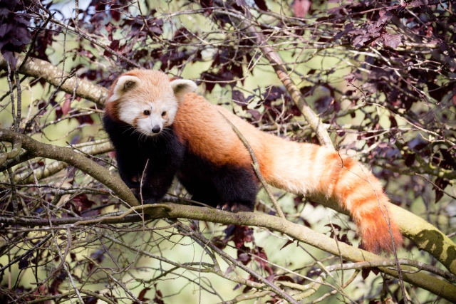 Red Panda