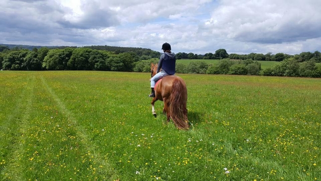  Hacken mit Fairboroughs Horse Riding Holidays 