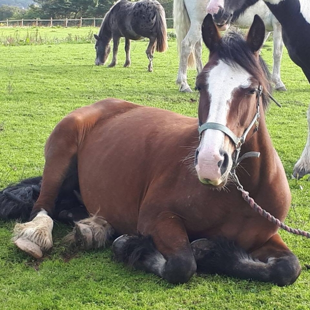  Trascorri un meraviglioso weekend con Clyne Farm Center Horse Riding! 