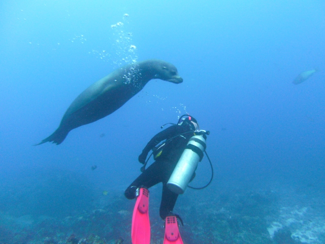 Aquapigs in galapagos