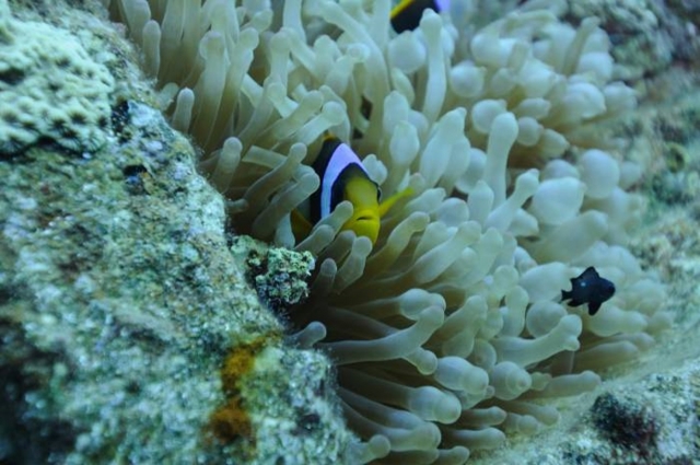  marino rojo-payas de payas Entrenamiento de buceadores
