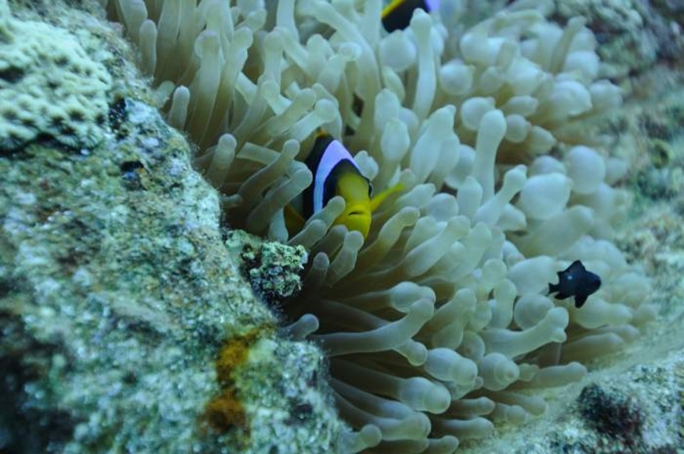  marino rojo-payas de payas Entrenamiento de buceadores