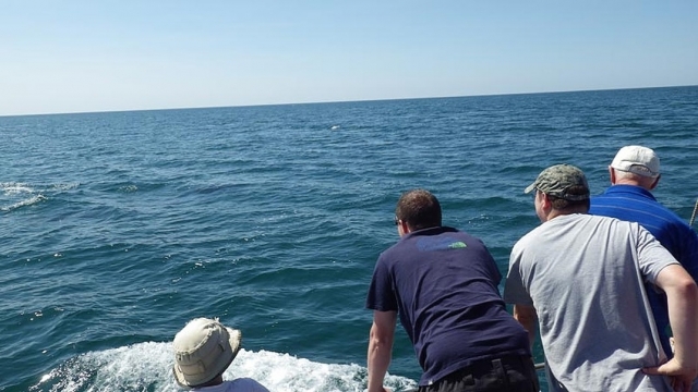  Journée des dauphins dans le Dorset
