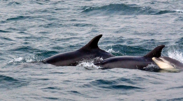  Dauphins 