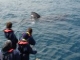 Dolphin watching