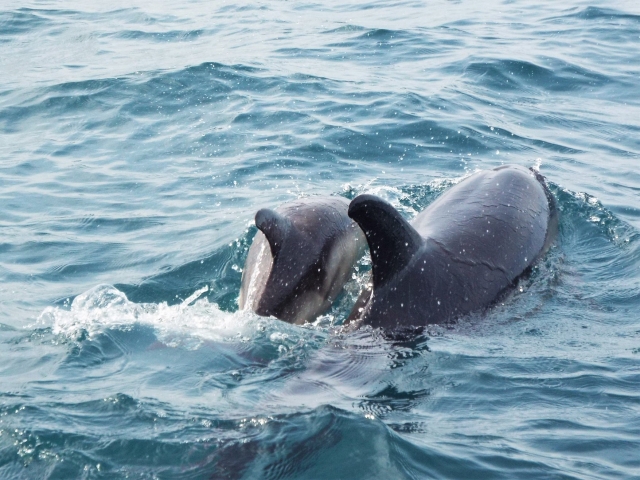  Delfinbeobachtung 