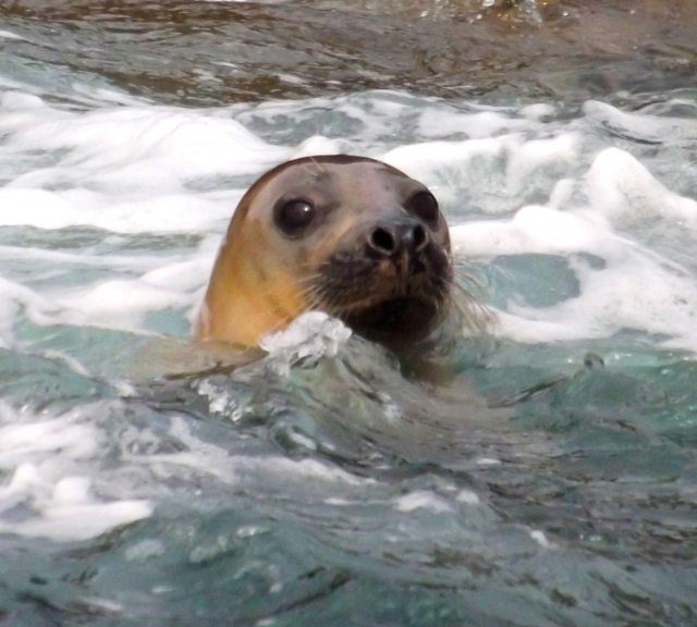  Delfinbeobachtung 