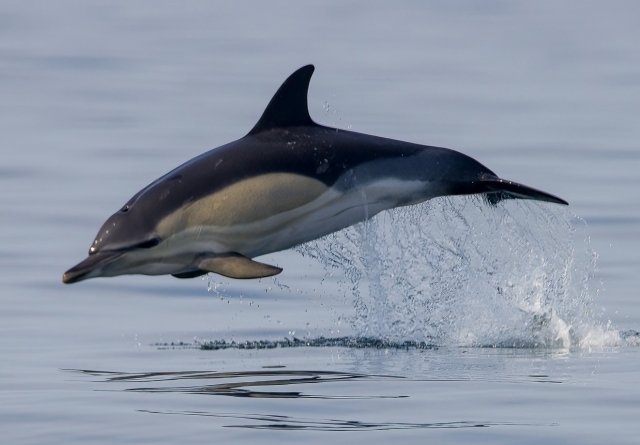 Padstow Sealife Safaris 