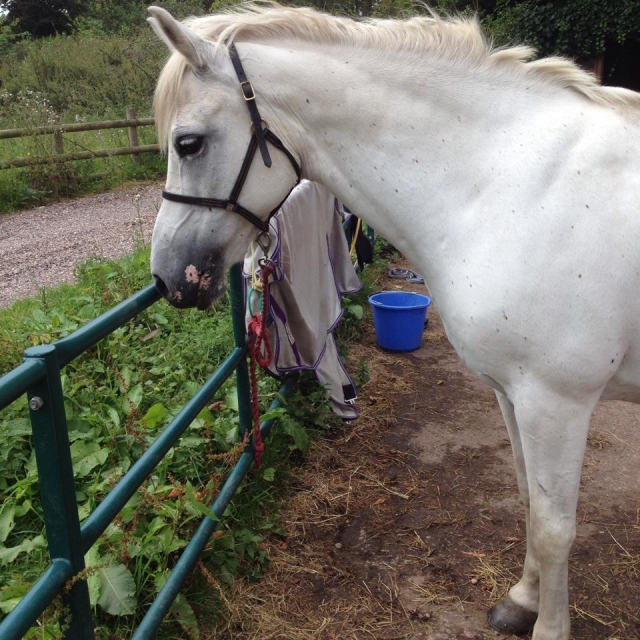  快来和 Bishton Hall Pony Club 的每个人见面吧！ 