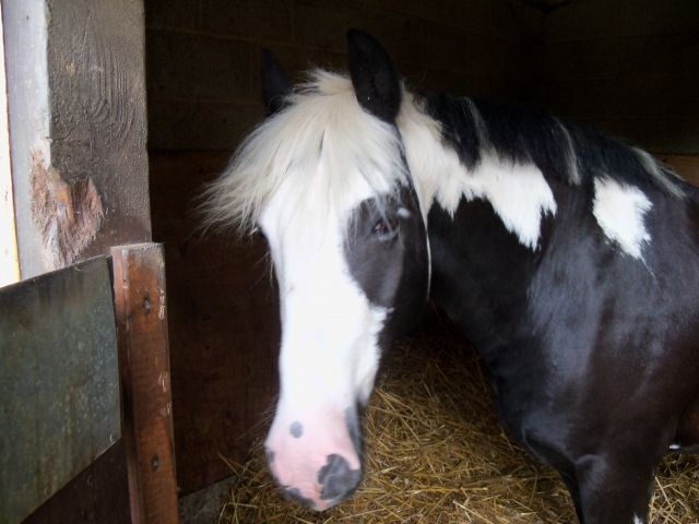  White eHorse Equestrian Center 