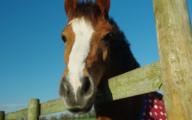 Beautiful horse
