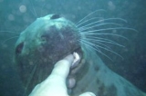 Make new friends at Farne Islands