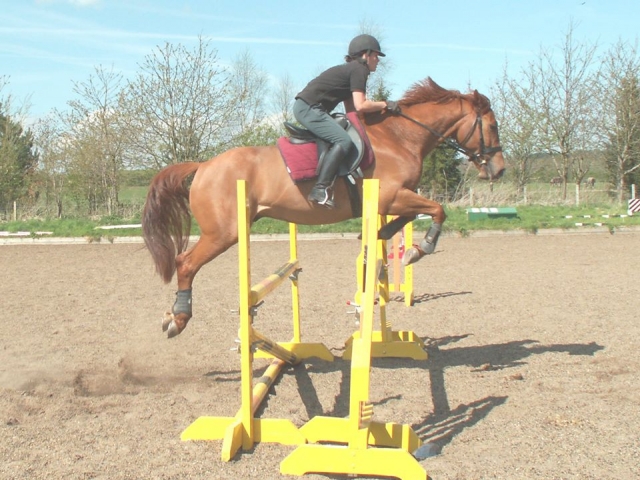  Saut d'obstacles à l'école d'équitation de Vogrie 