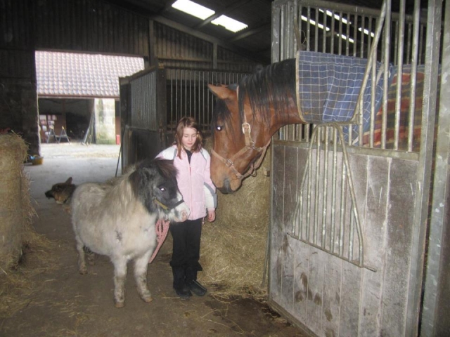  Beaux chevaux à l'école d'équitation de Vogrie 