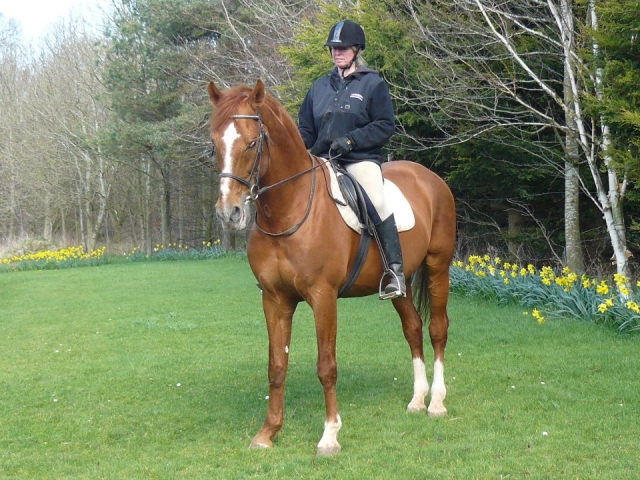  Dressage avancé à l'école d'équitation de Vogrie