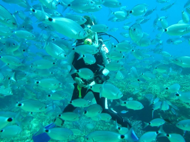  Nascosto dietro i pesci 