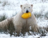 Playing polar bear