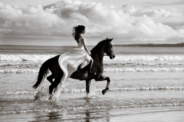 Celebrate weddings with our beautiful horses!