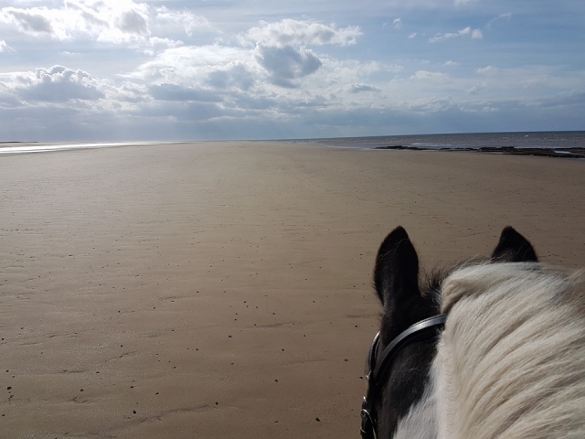 Paseos de caballos en la playa 