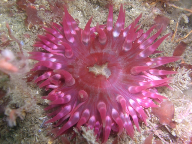 Anemone 