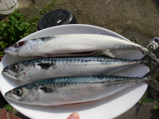  Das Mittagessen wird serviert 