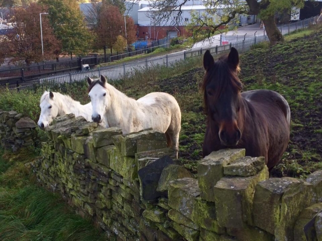 Come and meet the facilities at Dam Top Riding Centre